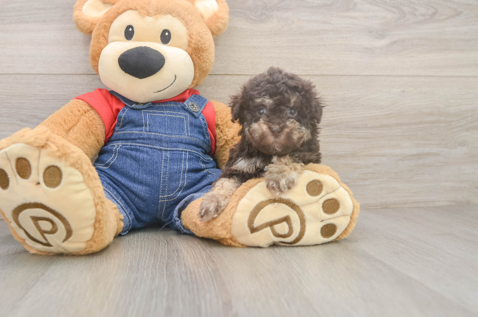 5 week old Havapoo Puppy For Sale - Windy City Pups
