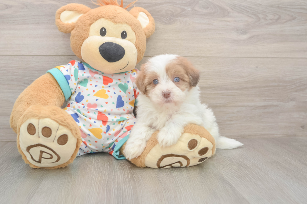 5 week old Havapoo Puppy For Sale - Windy City Pups