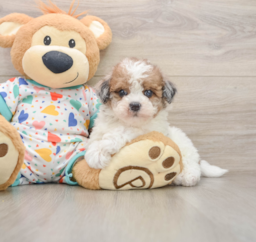 7 week old Havapoo Puppy For Sale - Windy City Pups