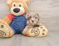 7 week old Havapoo Puppy For Sale - Windy City Pups