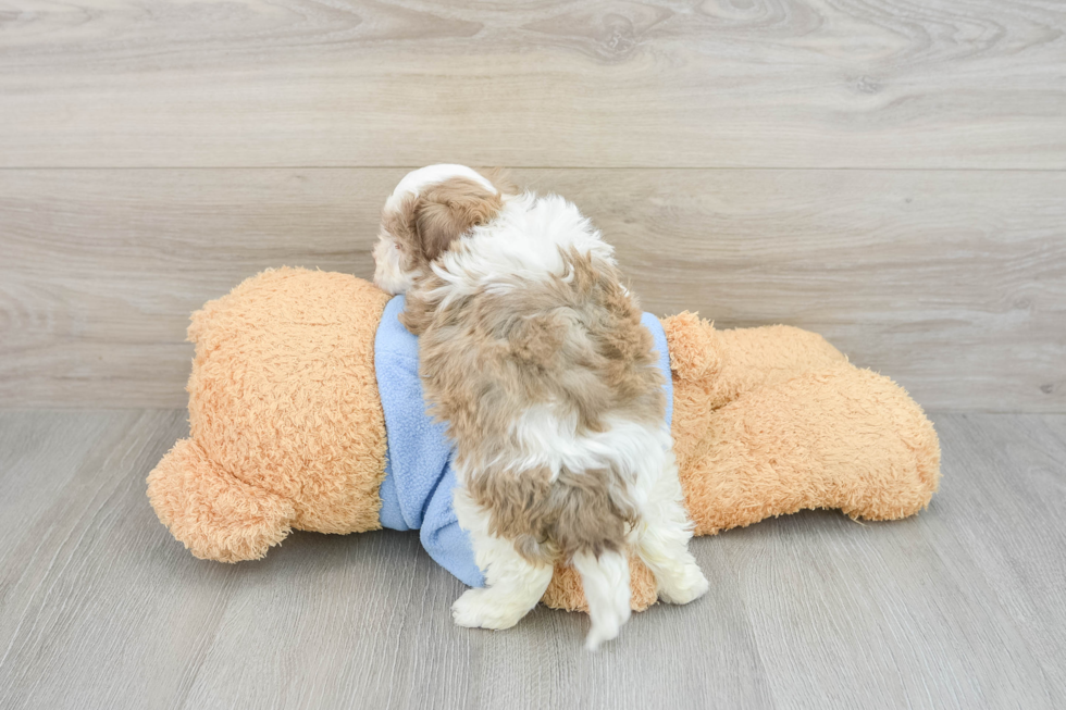 Playful Havadoodle Poodle Mix Puppy