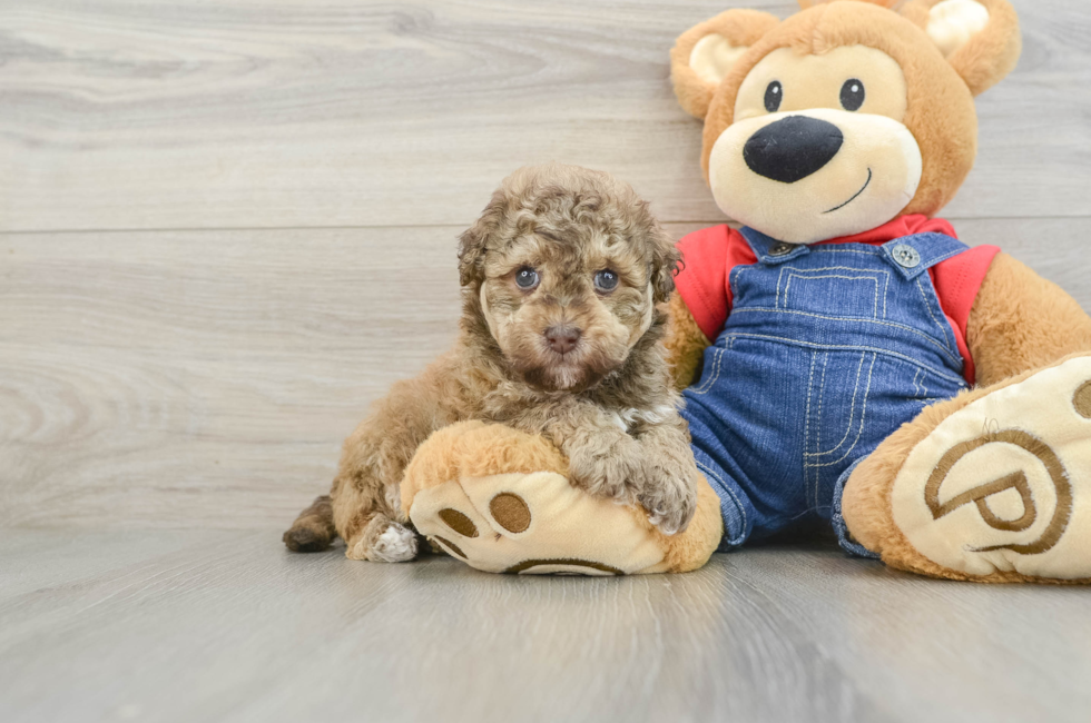 6 week old Havapoo Puppy For Sale - Windy City Pups