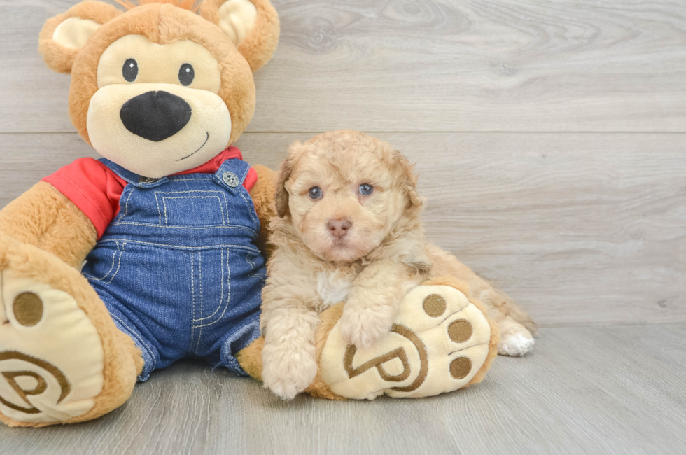 6 week old Havapoo Puppy For Sale - Windy City Pups