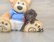 6 week old Havapoo Puppy For Sale - Windy City Pups