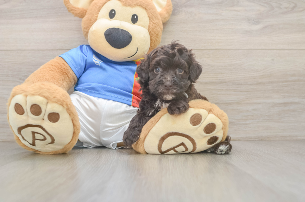 6 week old Havapoo Puppy For Sale - Windy City Pups