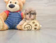 7 week old Havapoo Puppy For Sale - Windy City Pups