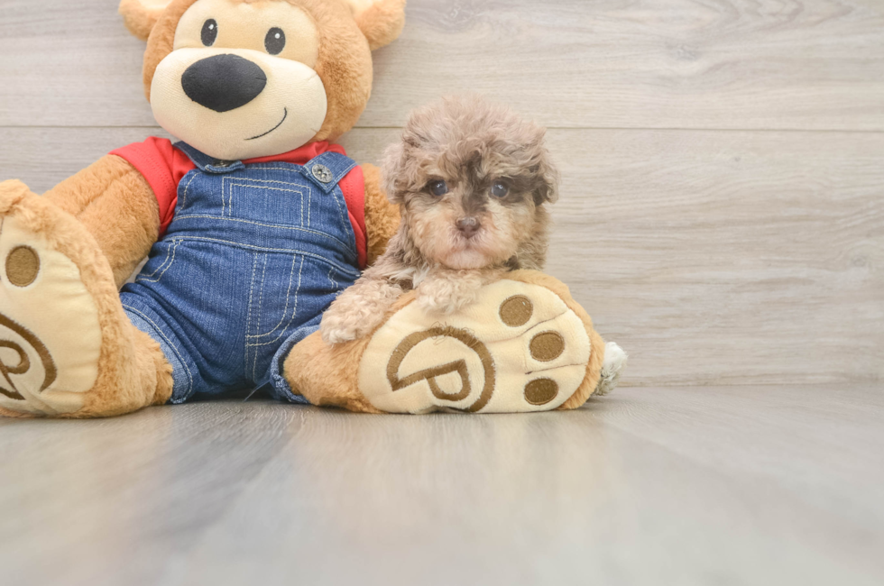 5 week old Havapoo Puppy For Sale - Windy City Pups