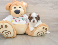 7 week old Havapoo Puppy For Sale - Windy City Pups