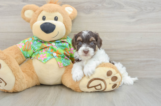 Havapoo Puppy for Adoption