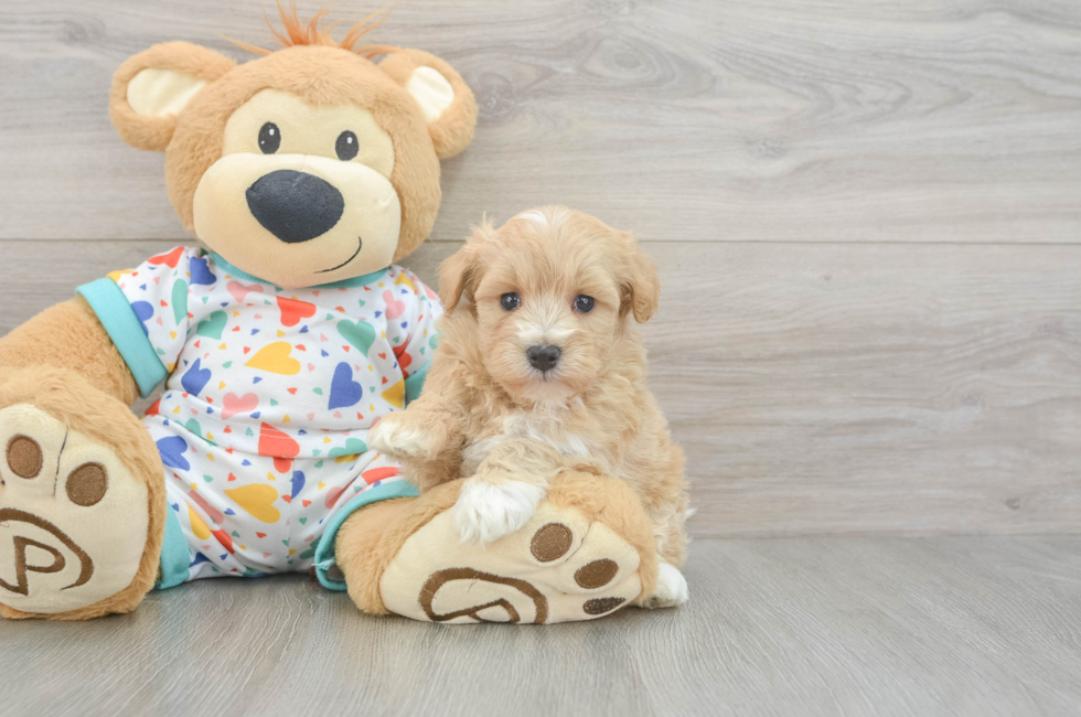 5 week old Havapoo Puppy For Sale - Windy City Pups