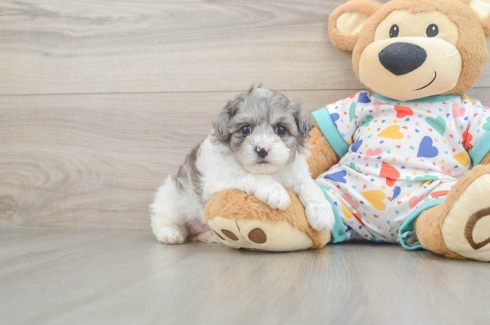 5 week old Havapoo Puppy For Sale - Windy City Pups