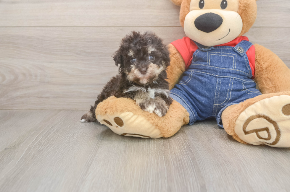 5 week old Havapoo Puppy For Sale - Windy City Pups
