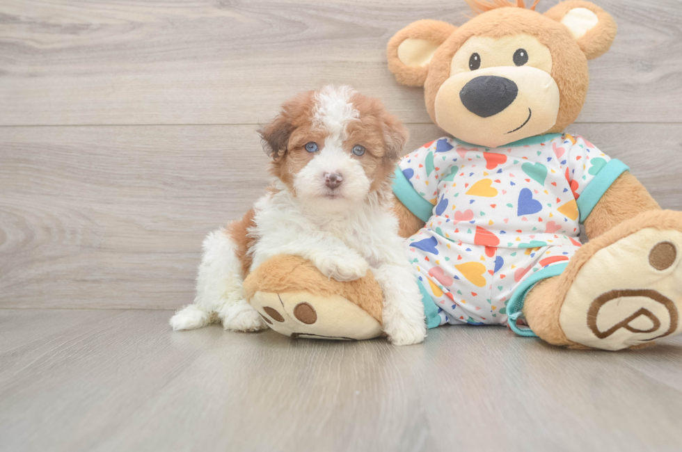 5 week old Havapoo Puppy For Sale - Windy City Pups