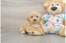 Energetic Havadoodle Poodle Mix Puppy