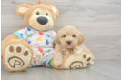 Petite Havapoo Poodle Mix Pup