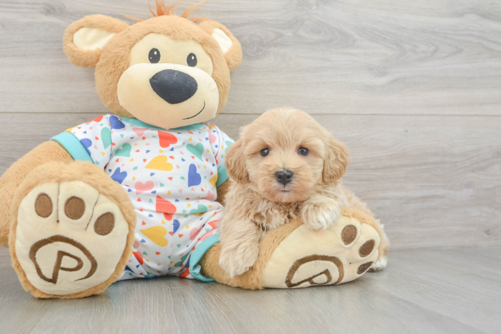 Petite Havapoo Poodle Mix Pup