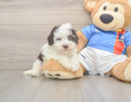 6 week old Havapoo Puppy For Sale - Windy City Pups