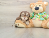 7 week old Havapoo Puppy For Sale - Windy City Pups