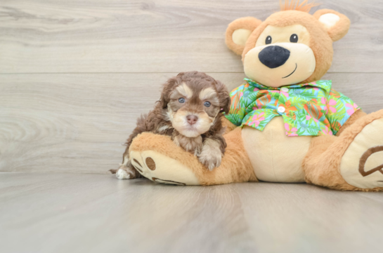 Havapoo Pup Being Cute