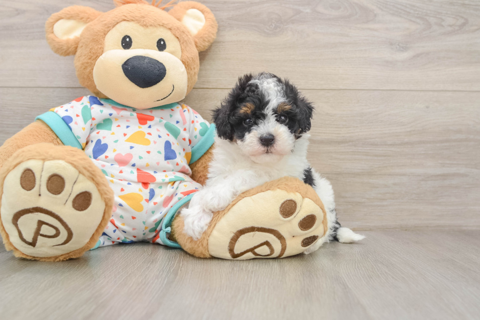 Adorable Havadoodle Poodle Mix Puppy
