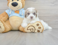 7 week old Havapoo Puppy For Sale - Windy City Pups