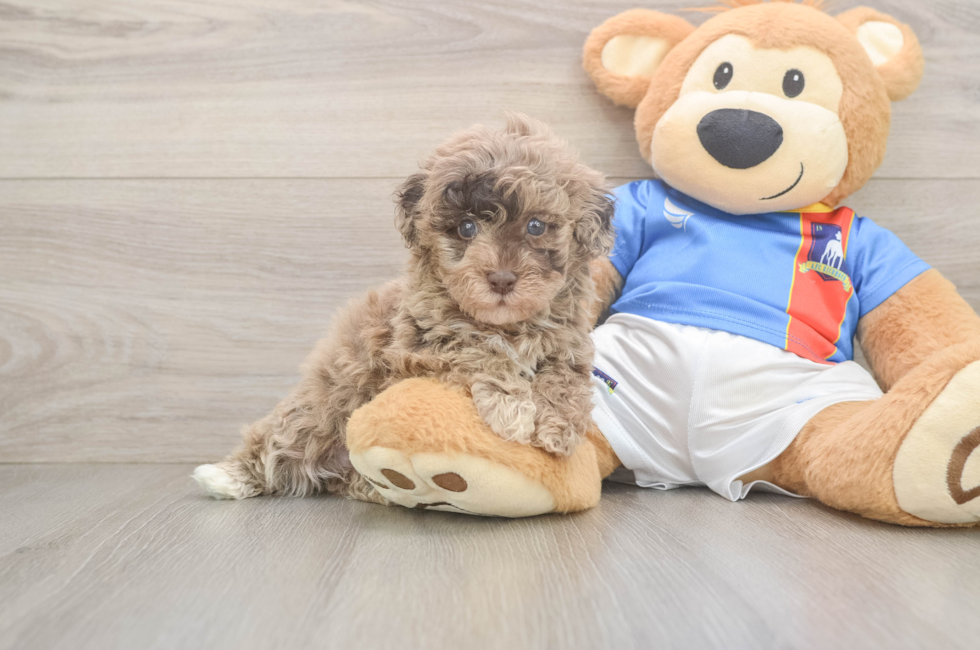 6 week old Havapoo Puppy For Sale - Windy City Pups