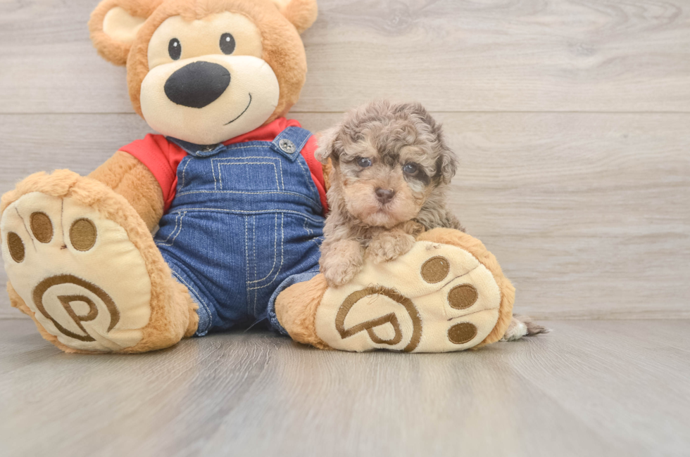 5 week old Havapoo Puppy For Sale - Windy City Pups