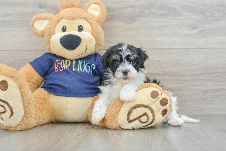 Fluffy Havapoo Poodle Mix Pup