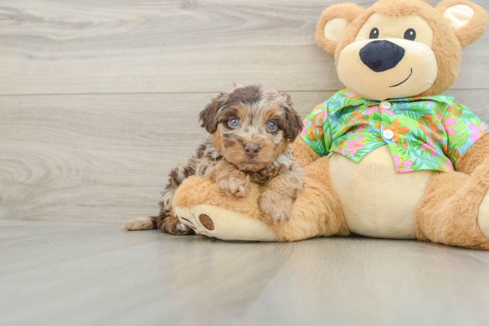 Havapoo Puppy for Adoption