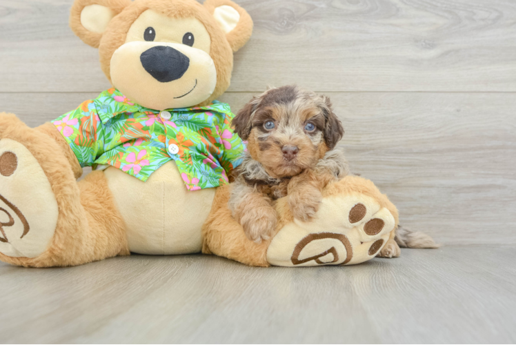 Energetic Havadoodle Poodle Mix Puppy