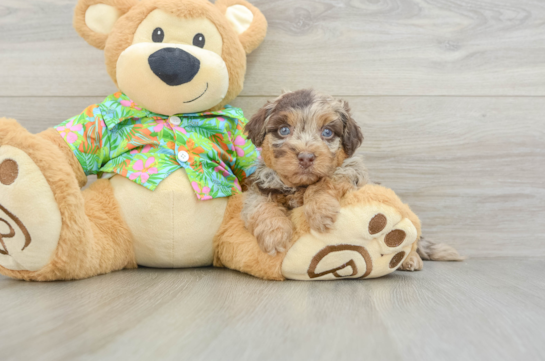Energetic Havadoodle Poodle Mix Puppy