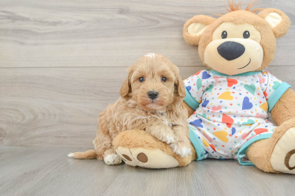 5 week old Havapoo Puppy For Sale - Windy City Pups