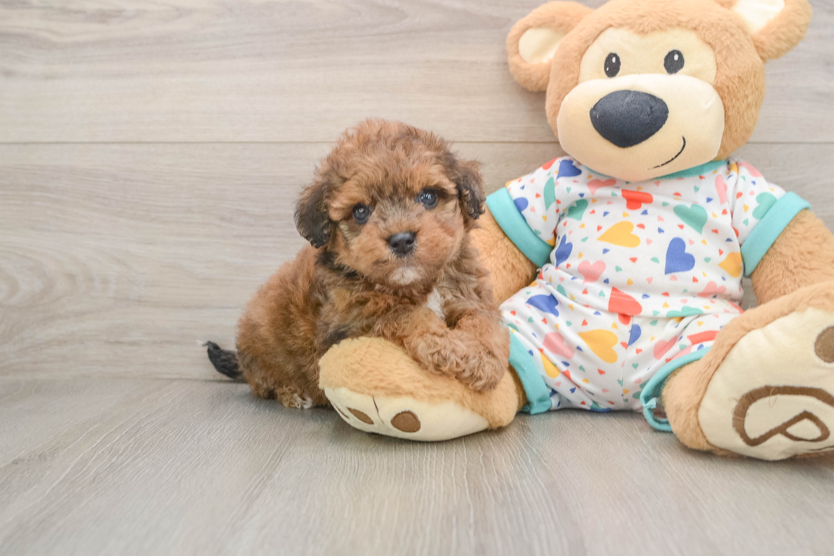 Havapoo Puppy for Adoption