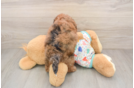 Havapoo Pup Being Cute
