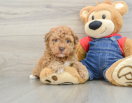 8 week old Havapoo Puppy For Sale - Windy City Pups