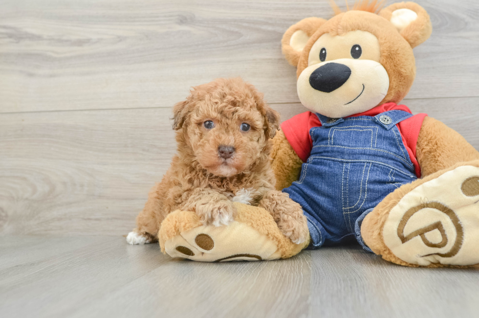 6 week old Havapoo Puppy For Sale - Windy City Pups