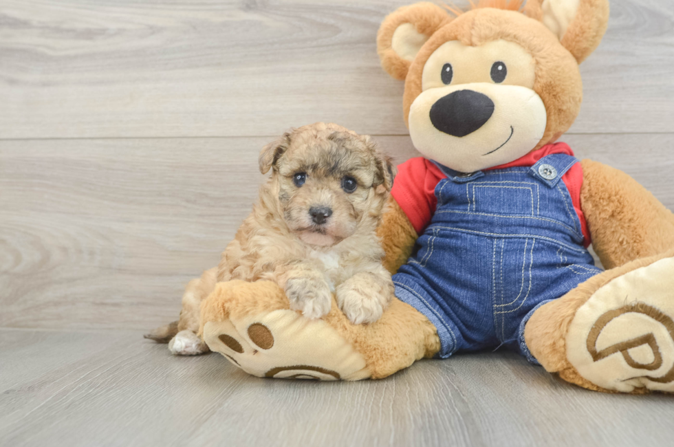 6 week old Havapoo Puppy For Sale - Windy City Pups