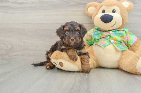 Havapoo Puppy for Adoption