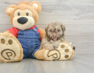 8 week old Havapoo Puppy For Sale - Windy City Pups