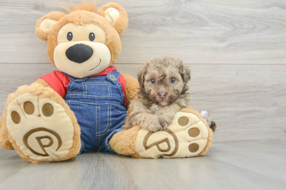 6 week old Havapoo Puppy For Sale - Windy City Pups