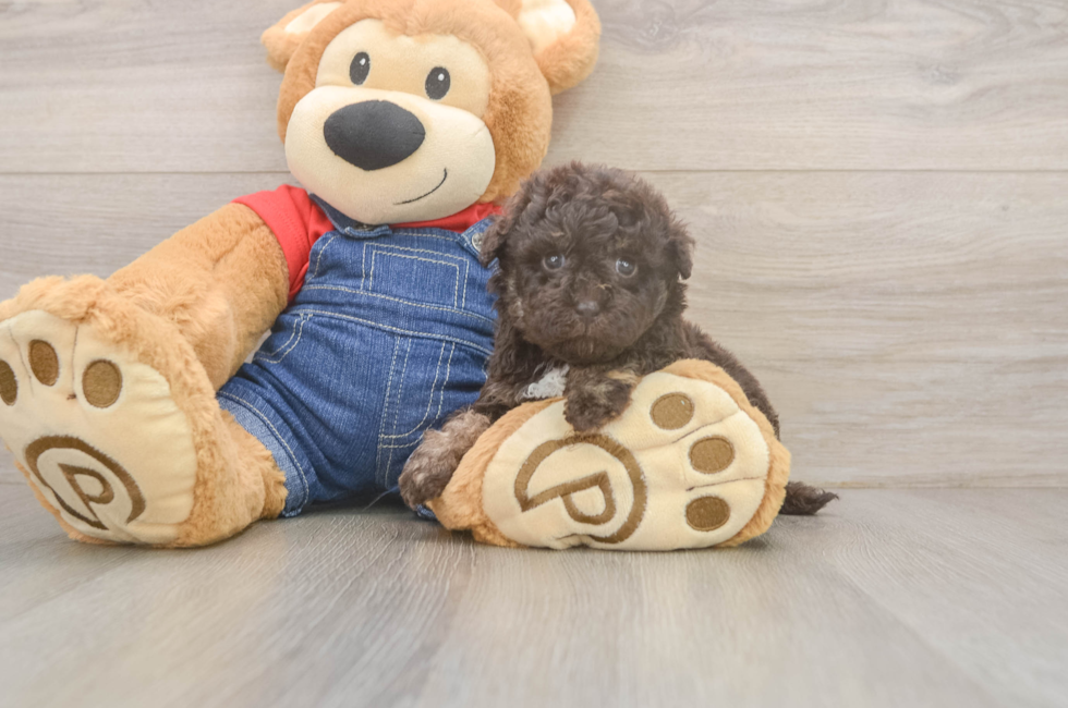 5 week old Havapoo Puppy For Sale - Windy City Pups