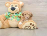 7 week old Havapoo Puppy For Sale - Windy City Pups