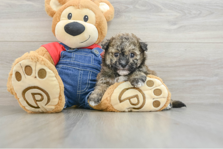 Energetic Havadoodle Poodle Mix Puppy