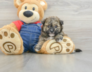 8 week old Havapoo Puppy For Sale - Windy City Pups