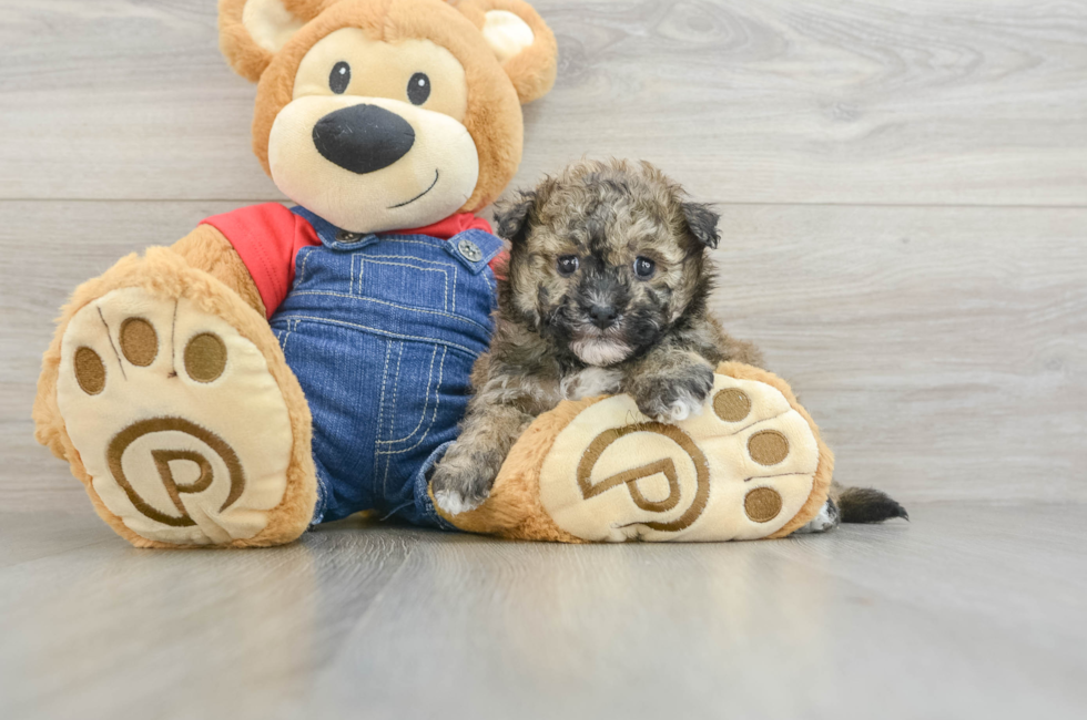 6 week old Havapoo Puppy For Sale - Windy City Pups