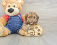 8 week old Havapoo Puppy For Sale - Windy City Pups