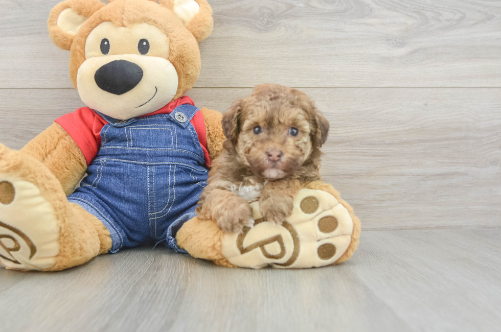 6 week old Havapoo Puppy For Sale - Windy City Pups