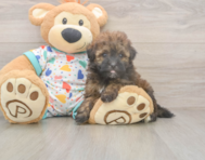 8 week old Havapoo Puppy For Sale - Windy City Pups