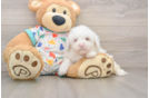 Havapoo Puppy for Adoption