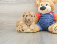 8 week old Havapoo Puppy For Sale - Windy City Pups